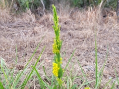 Solidago mexicana