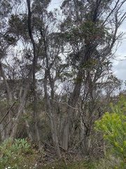 Eucalyptus obstans
