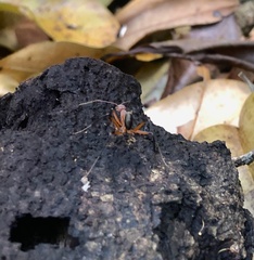 Leptomyrmex tibialis
