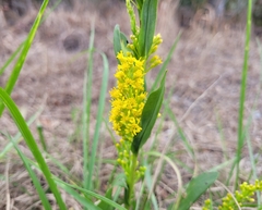 Solidago mexicana