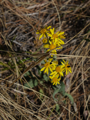 Tephroseris integrifolia