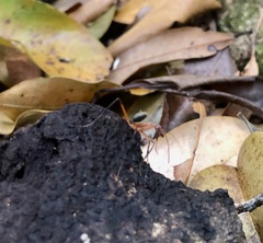 Leptomyrmex tibialis