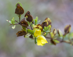Hypericum crux-andreae