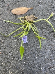Pontederia vaginalis