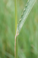 Agrostidinae