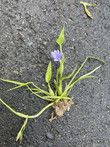 Pontederia vaginalis