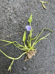 Pontederia vaginalis