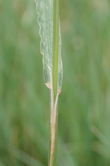 Agrostidinae