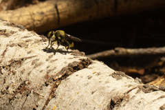 Laphria