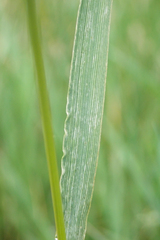 Agrostidinae