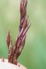 Agrostidinae