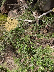 Ozothamnus obcordatus