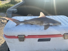 Carcharhinus plumbeus