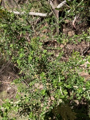 Ozothamnus obcordatus