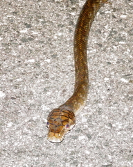 Simalia amethistina