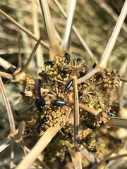 Aciphylla subflabellata