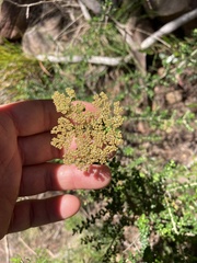 Ozothamnus obcordatus