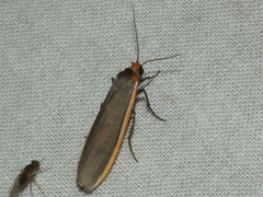 Palaeosia bicosta