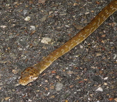 Simalia amethistina