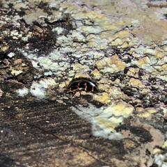 Episcaphula tamburinea