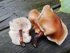 Omphalotaceae