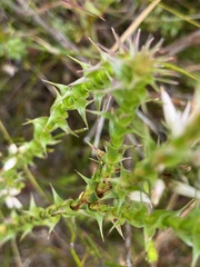 Sprengelia incarnata