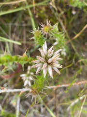 Sprengelia incarnata