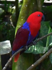 Eclectus roratus