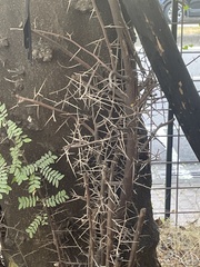 Gleditsia rolfei
