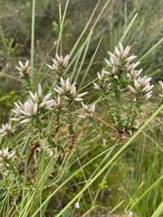 Sprengelia incarnata