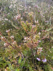 Sprengelia incarnata