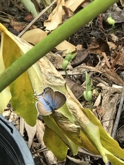 Theclinesthes onycha