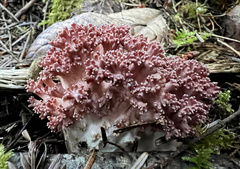 Ramaria botrytis