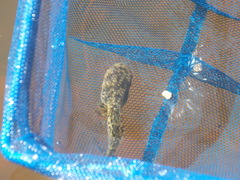 Hyla arenicolor