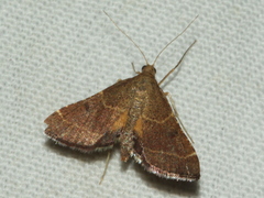 Persicoptera aglaopa