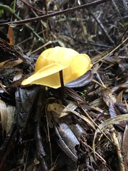 Hymenogloea papyracea