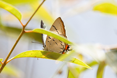 Jalmenus evagoras