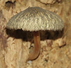 Pluteus readiarum