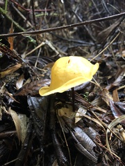 Hymenogloea papyracea