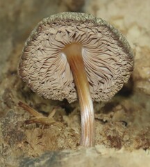 Pluteus readiarum