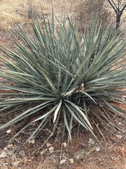 Yucca angustissima