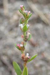 Polygonum