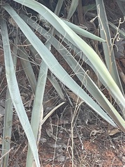Yucca angustissima