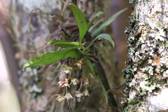 Plectorrhiza tridentata