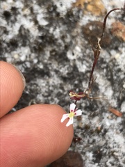 Stylidium calcaratum