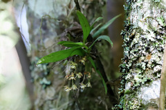 Plectorrhiza tridentata