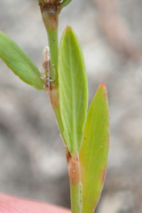 Polygonum