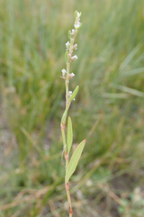 Polygonum