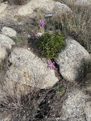 Penstemon spectabilis