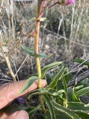 Penstemon spectabilis